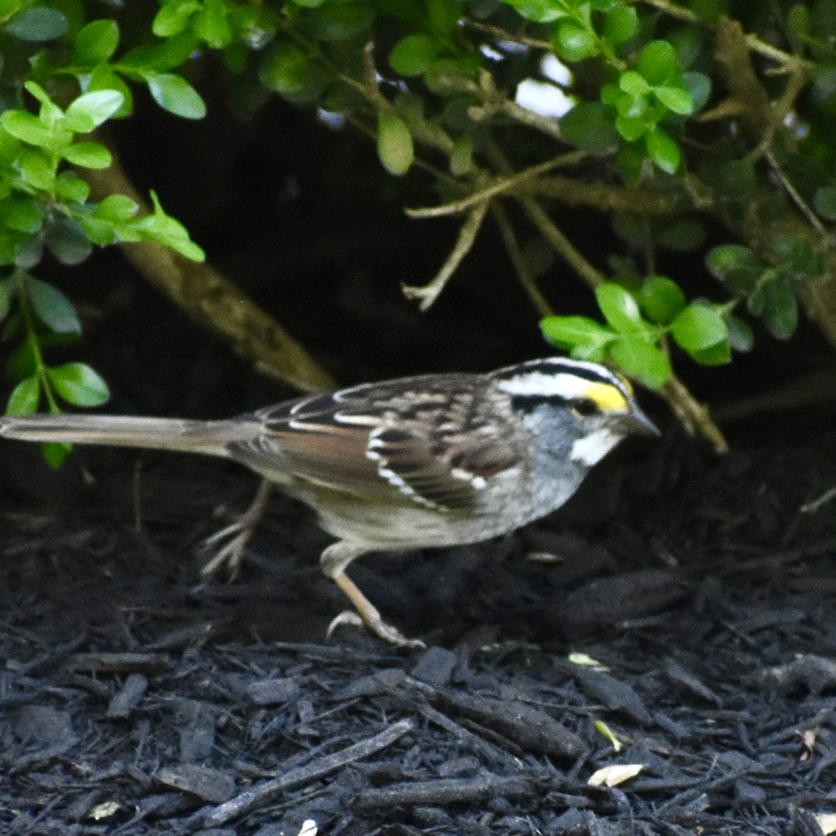 White-throated Sparrow - ML562465481