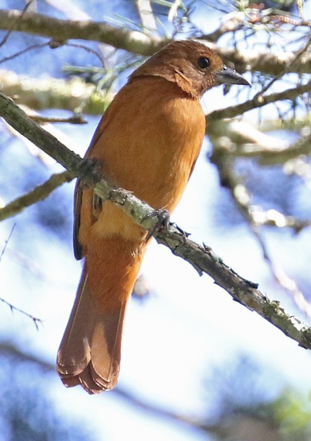 White-lined Tanager - ML562465491