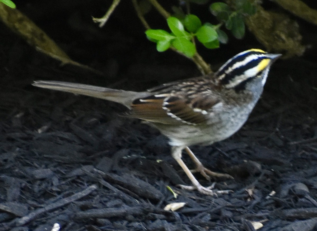 White-throated Sparrow - ML562465581