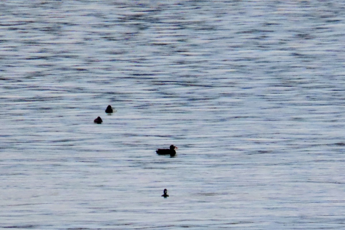 Surf Scoter - ML562466121