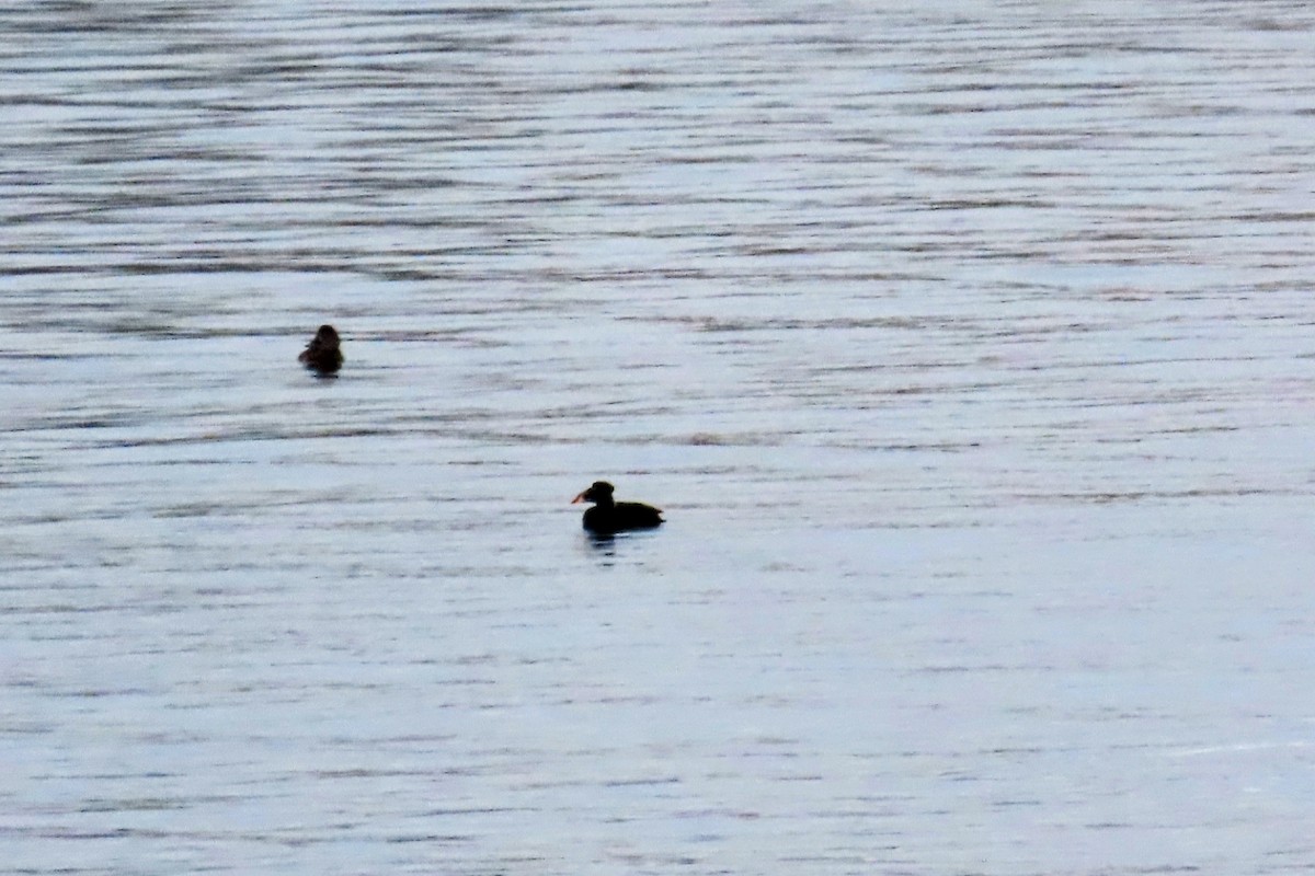 Surf Scoter - ML562466131