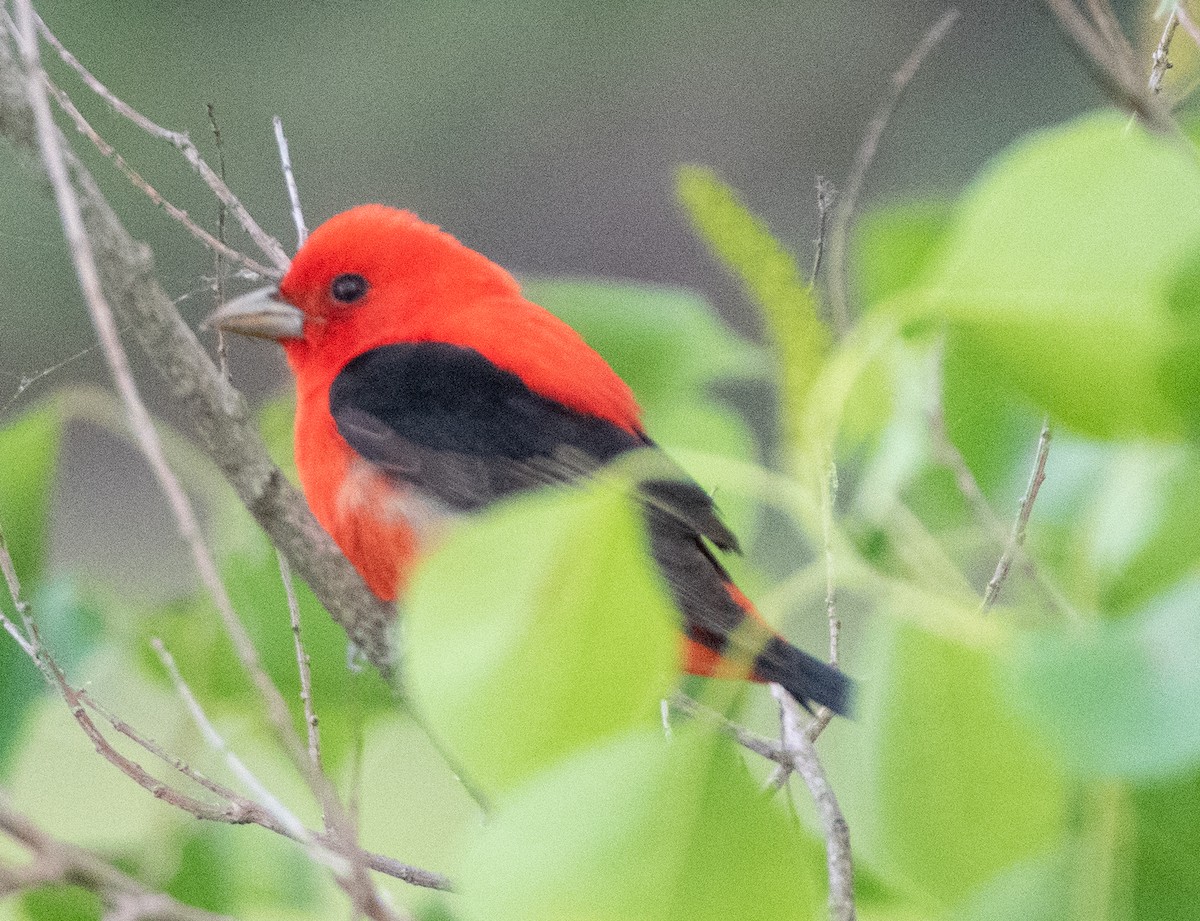 Scarlet Tanager - ML562467201
