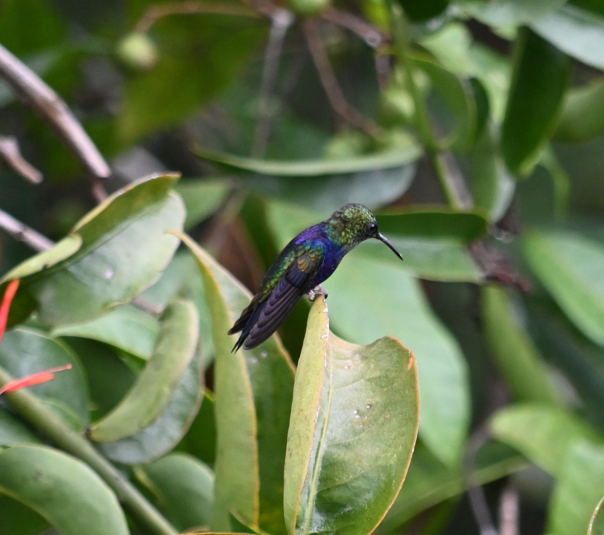 Fork-tailed Woodnymph - ML562467421