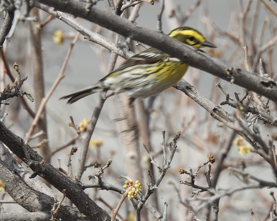 Townsend's Warbler - Allison Godek