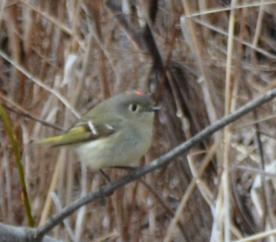 Ruby-crowned Kinglet - ML562468411