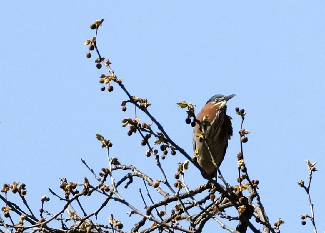 Green Heron - ML562468571