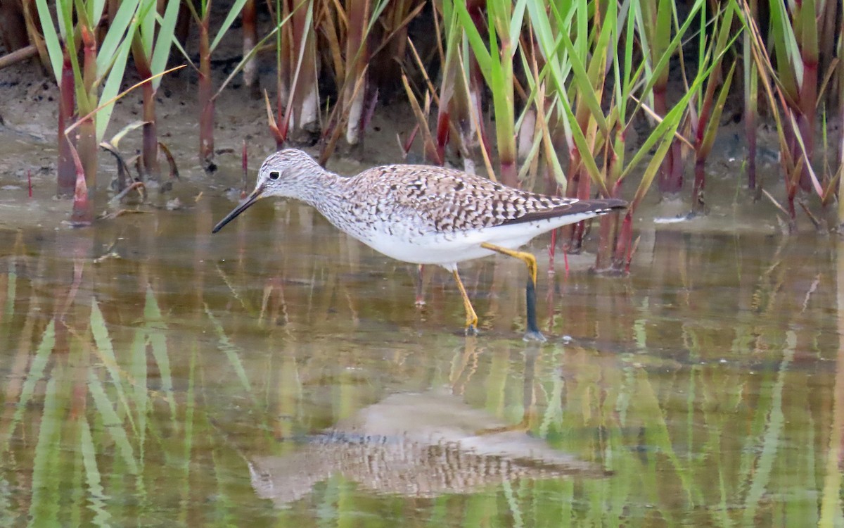 Lesser Yellowlegs - ML562468761