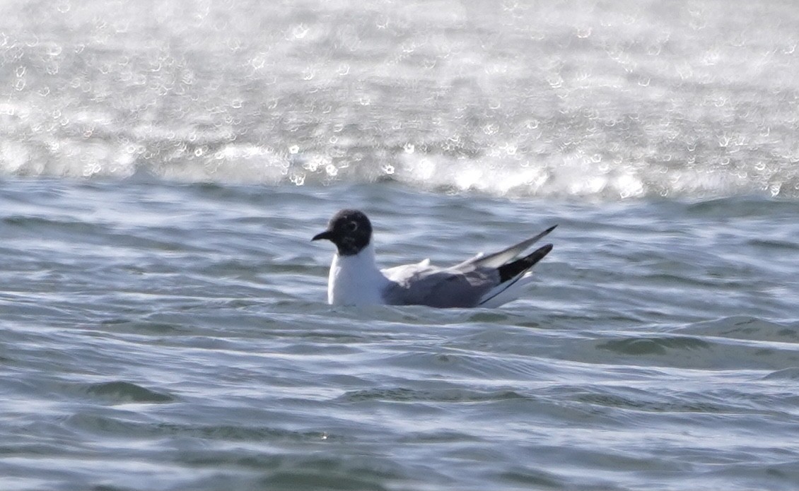 Mouette de Bonaparte - ML562468801