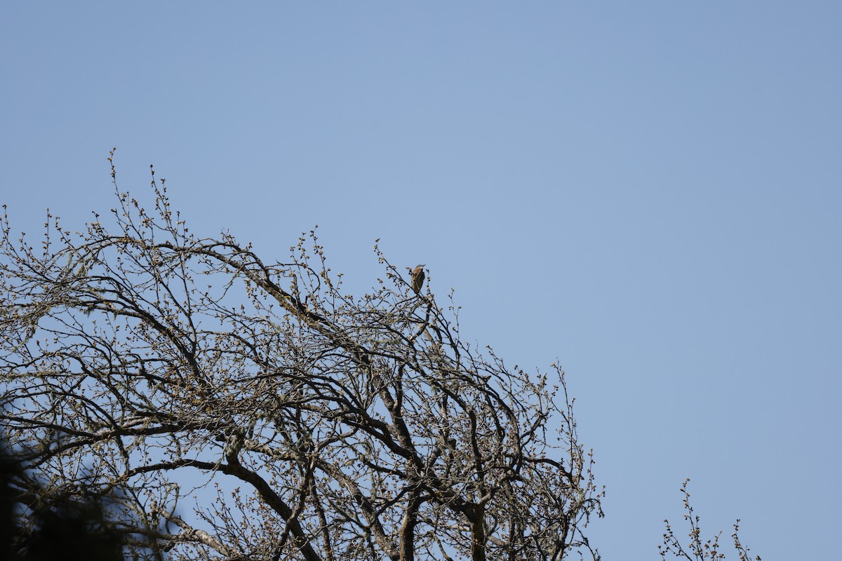 Green Heron - ML562468911