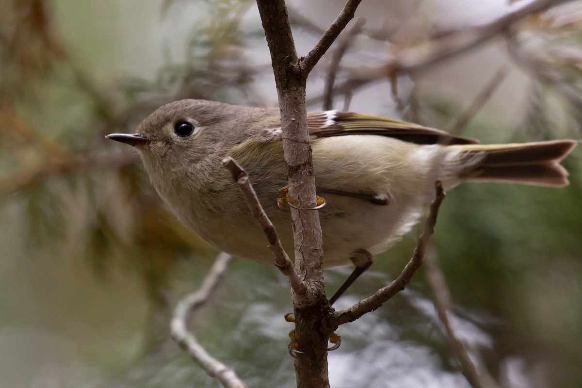 Ruby-crowned Kinglet - ML562469051