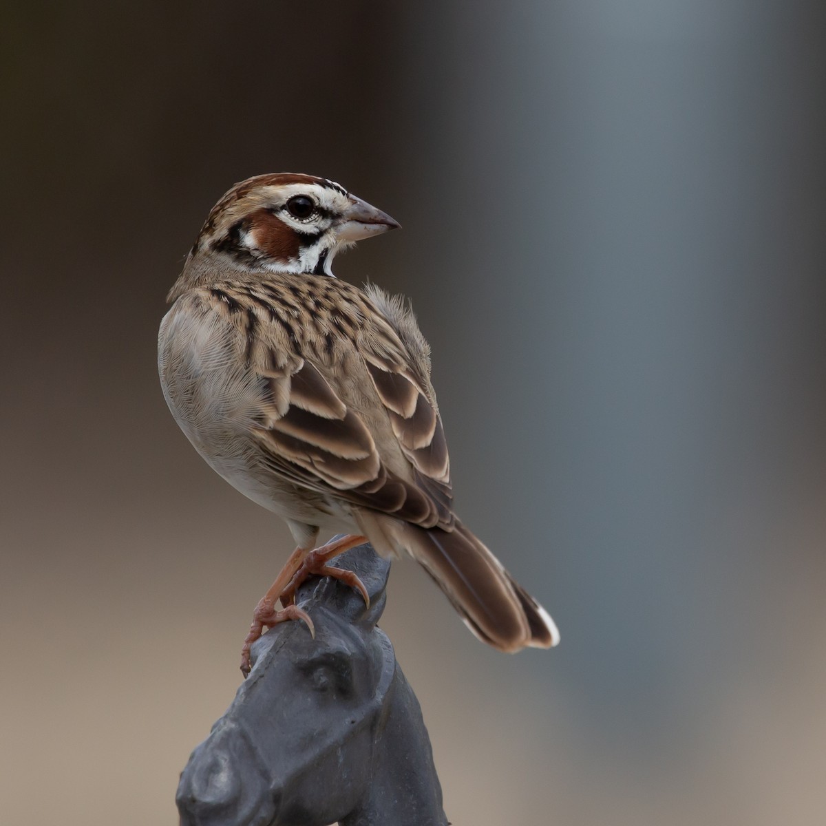 Lark Sparrow - Tara Randle