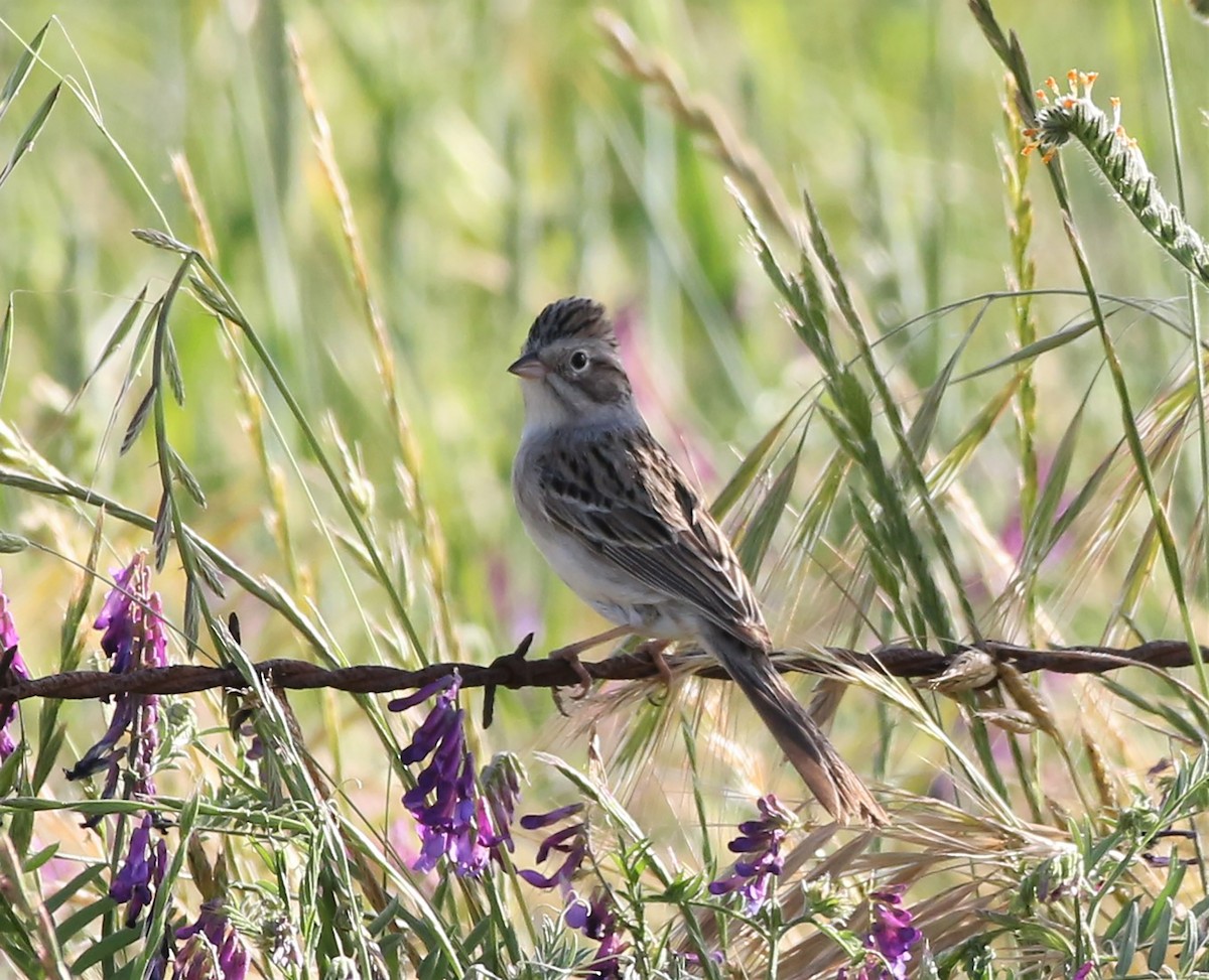 Brewer's Sparrow - ML562469851