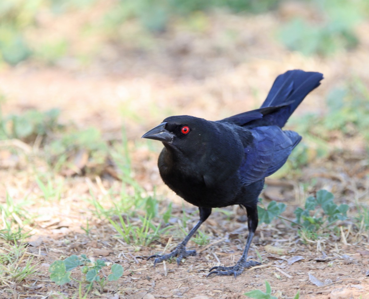 Bronzed Cowbird - ML562470151