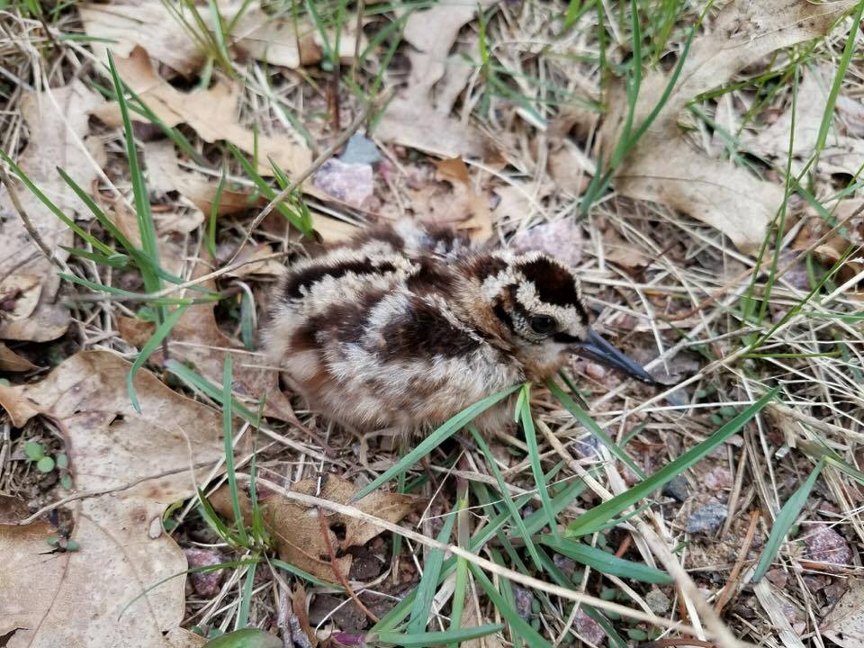 American Woodcock - Anne Geraghty