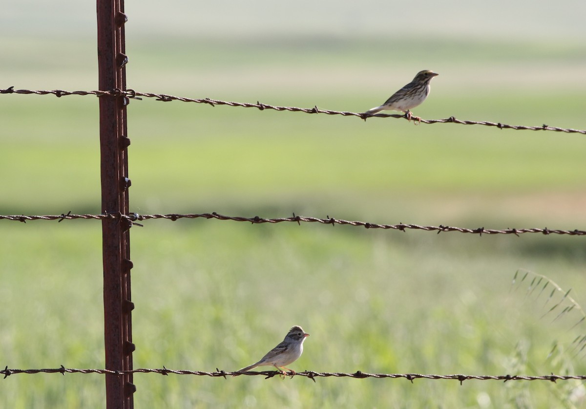 Brewer's Sparrow - Rene Reyes