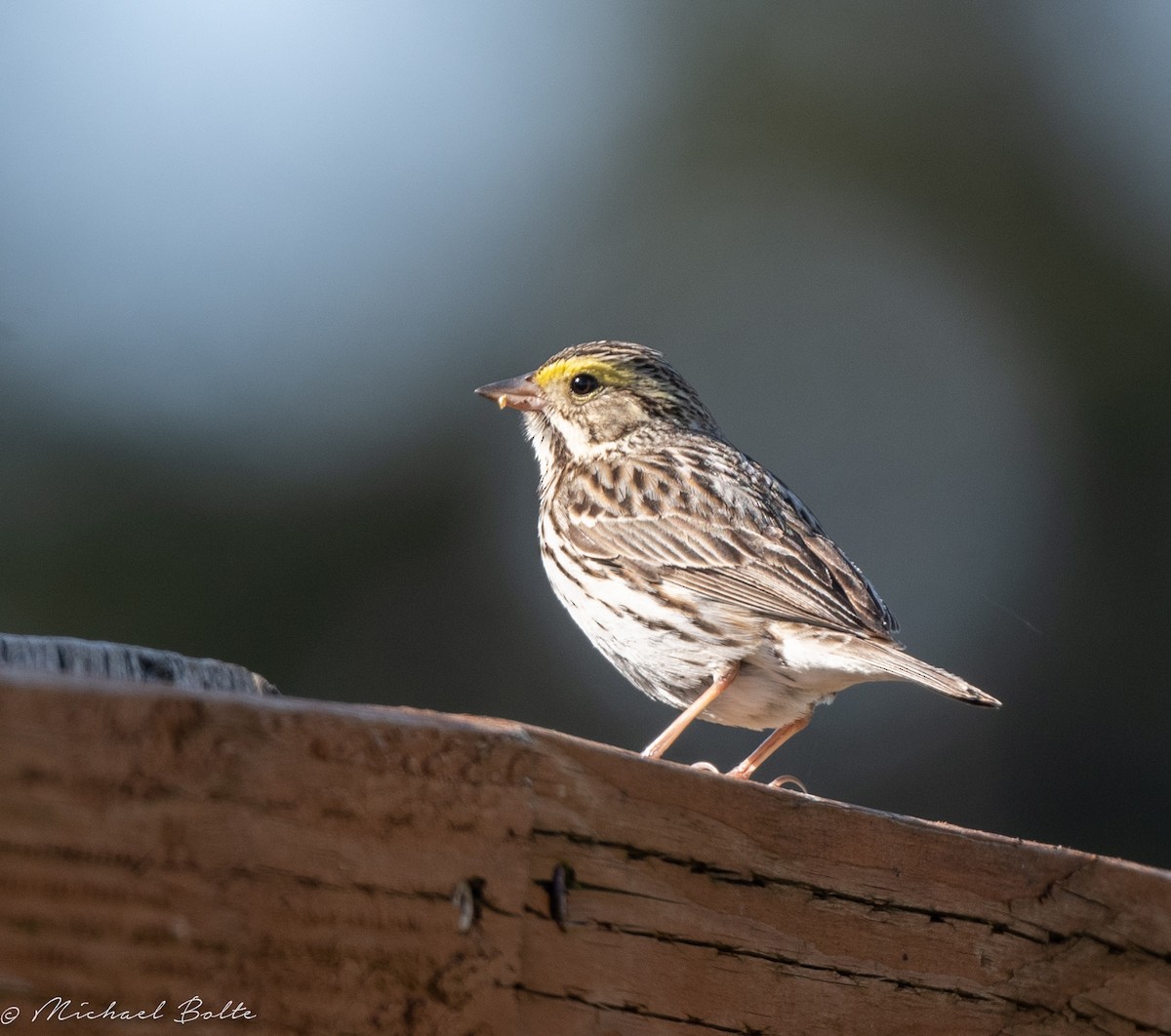 Savannah Sparrow (Savannah) - ML562471171