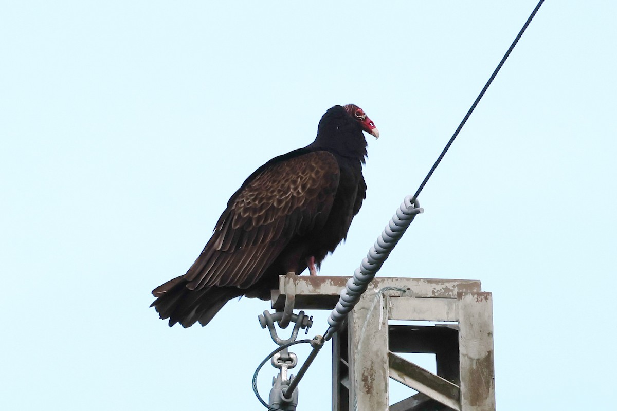 Turkey Vulture - ML562471341