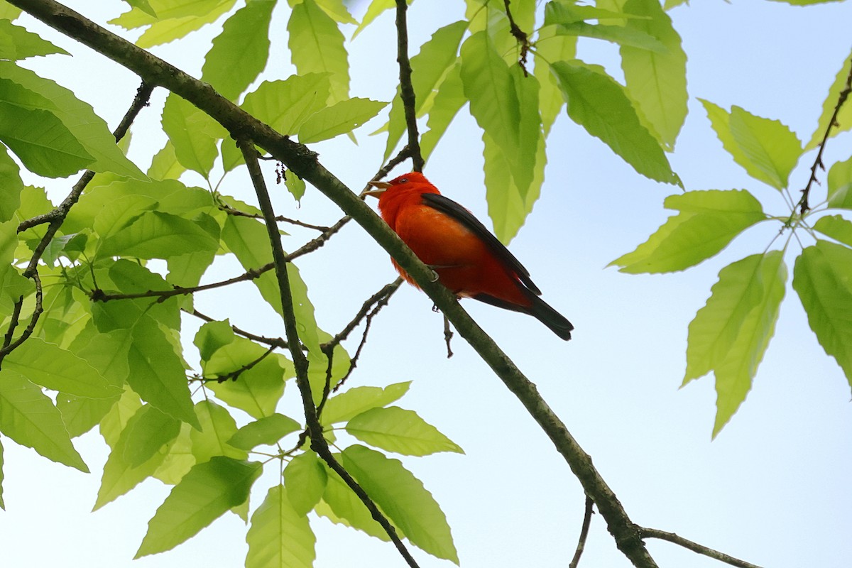 Scarlet Tanager - ML562471561