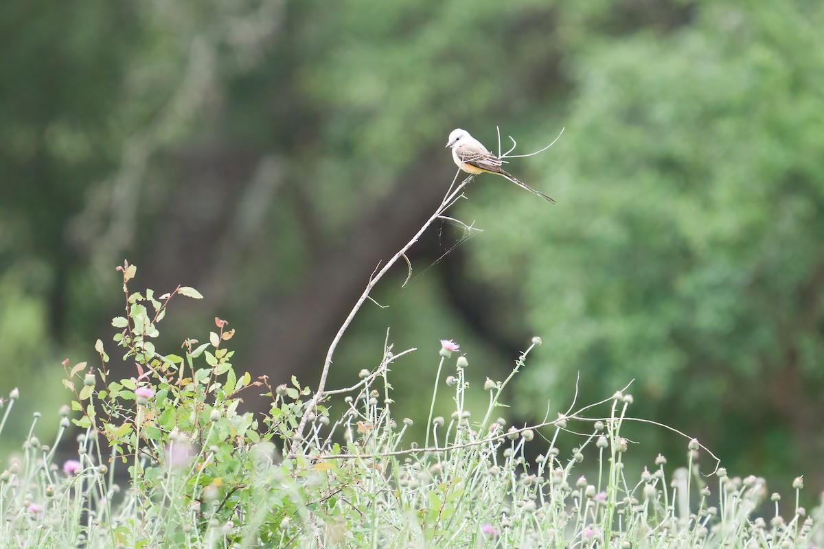 Scissor-tailed Flycatcher - Margo Whitt