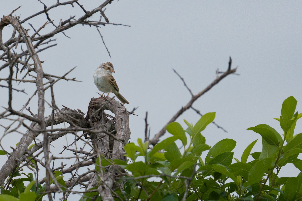 Clay-colored Sparrow - ML562472451