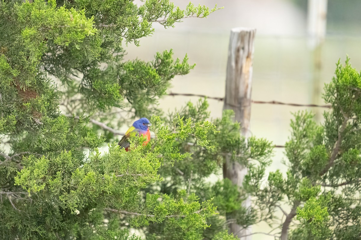 Painted Bunting - ML562472551