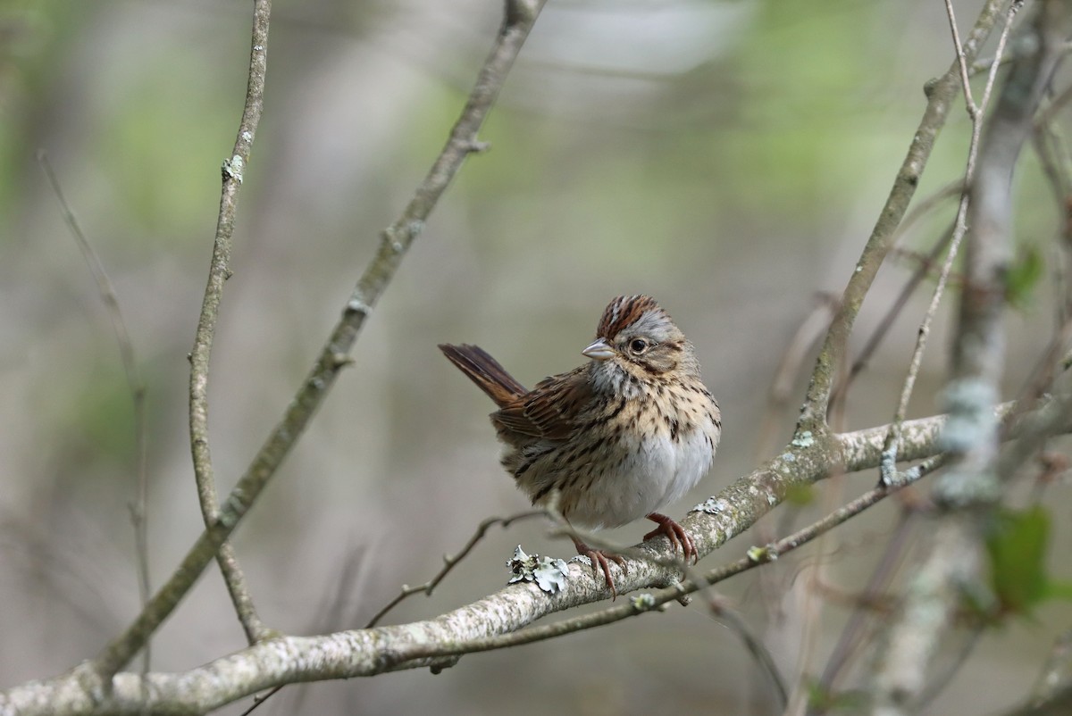 Lincoln's Sparrow - ML562473571