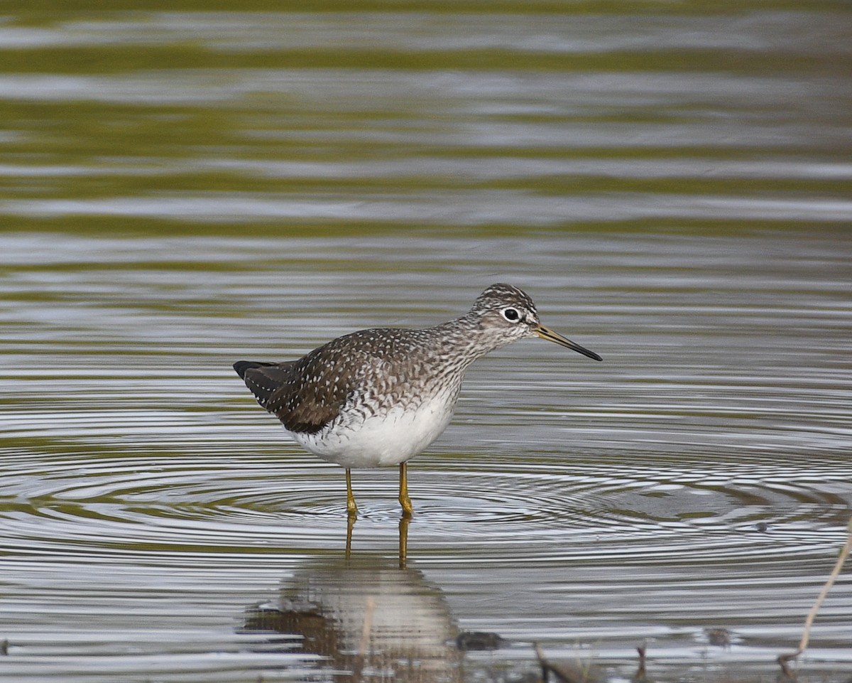 Solitary Sandpiper - ML562473581