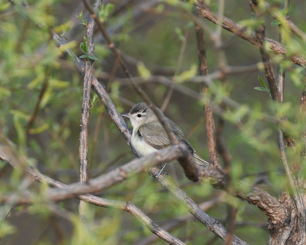 Warbling Vireo - ML562473721