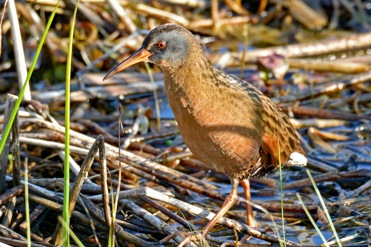 Virginia Rail - ML562473851