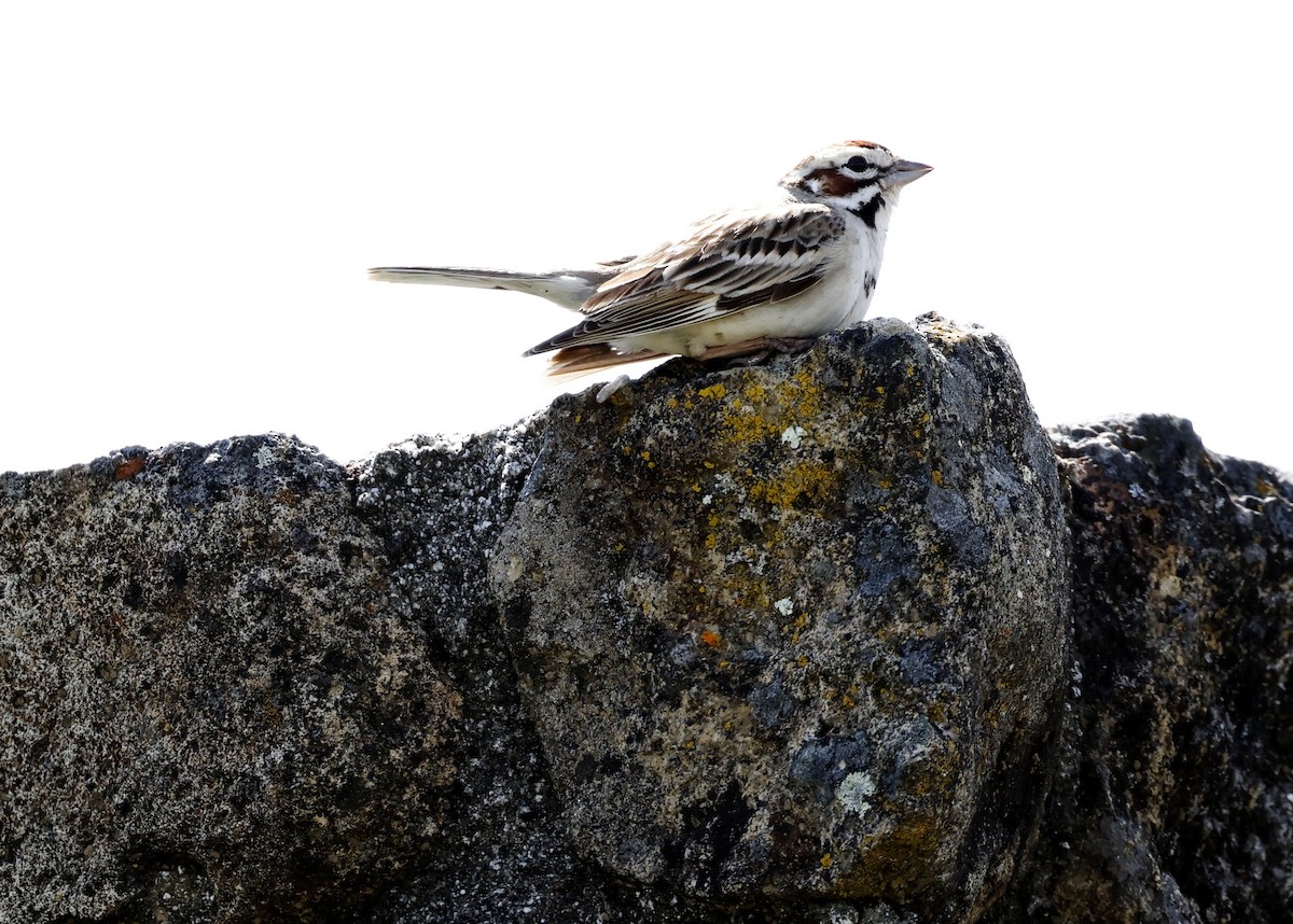 Lark Sparrow - ML562474931