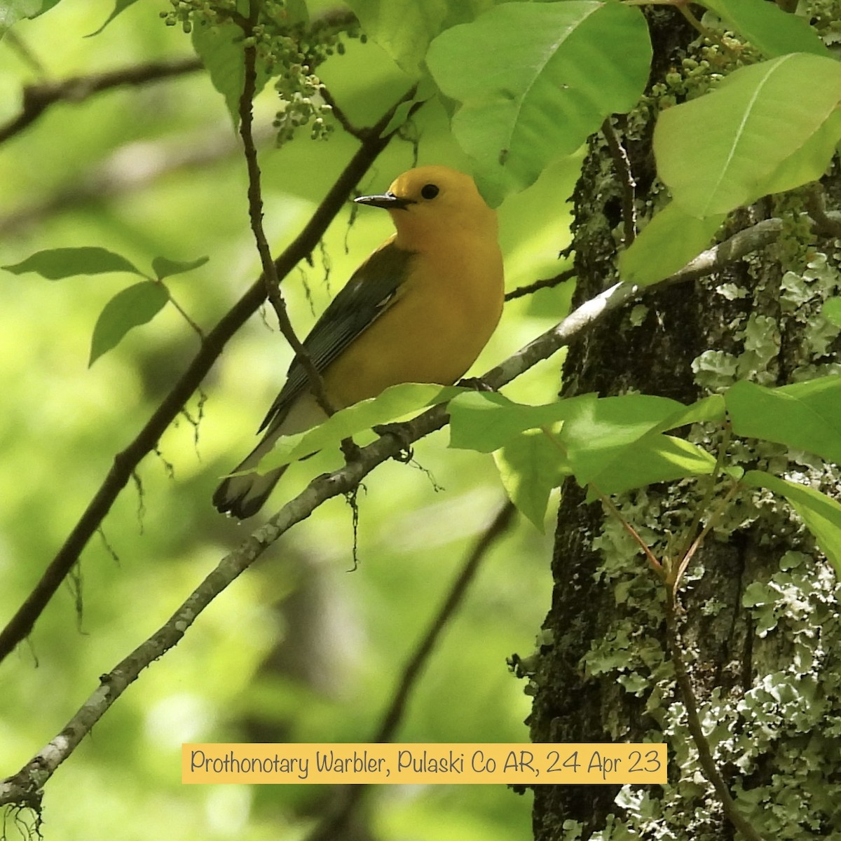 Prothonotary Warbler - Sterling Ingram