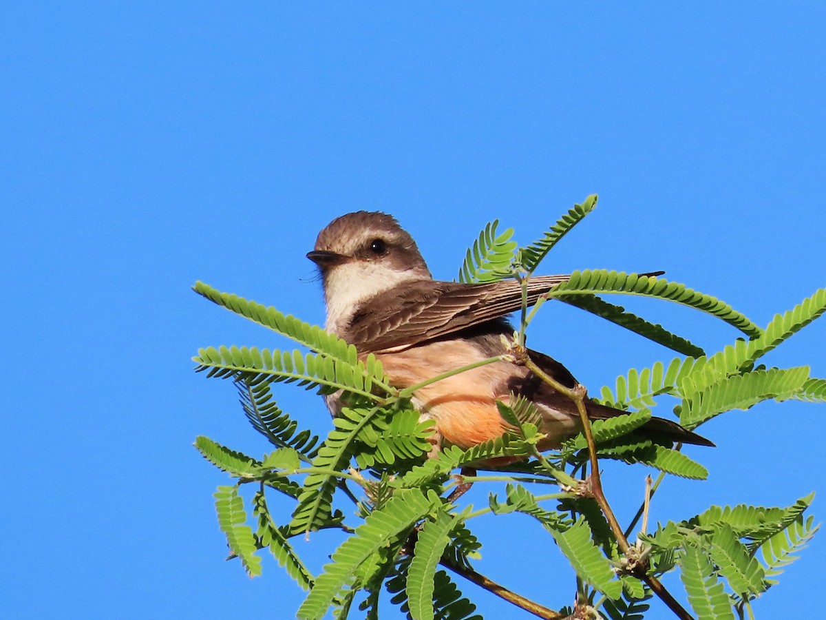 Vermilion Flycatcher - ML562475651