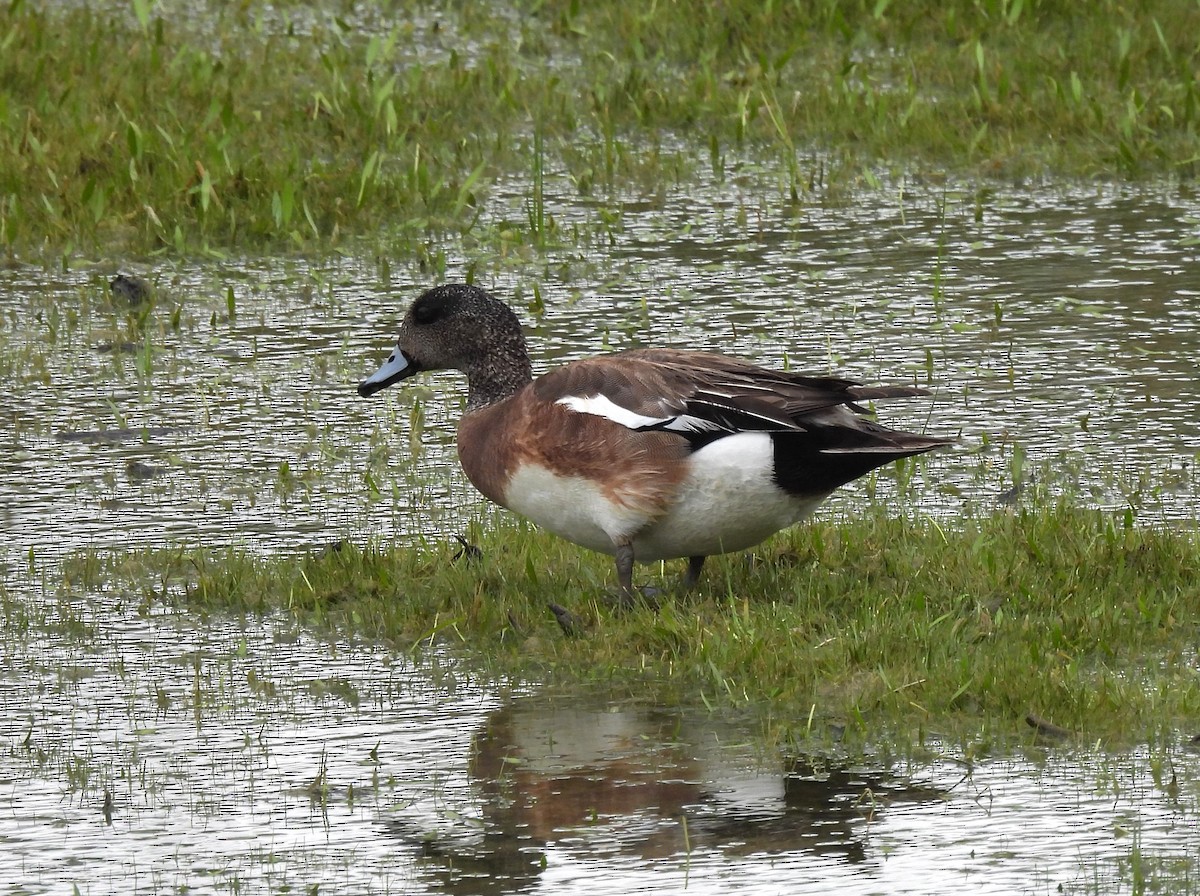 American Wigeon - Jenny Young