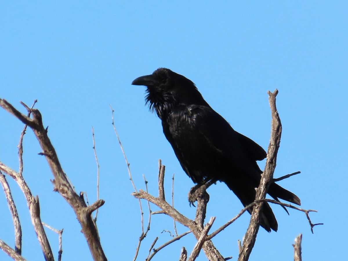 Common Raven - ML562476121