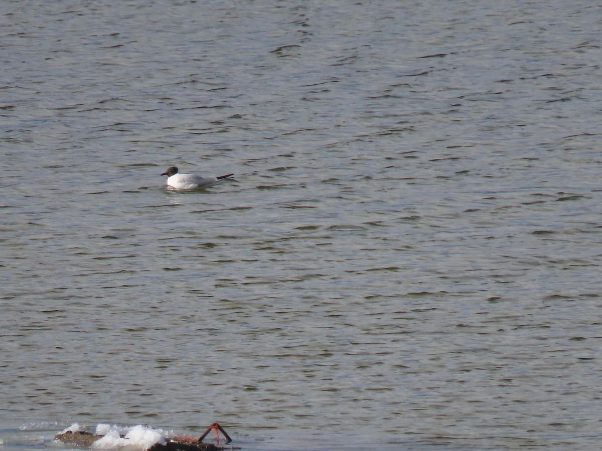 Mouette de Bonaparte - ML562476591