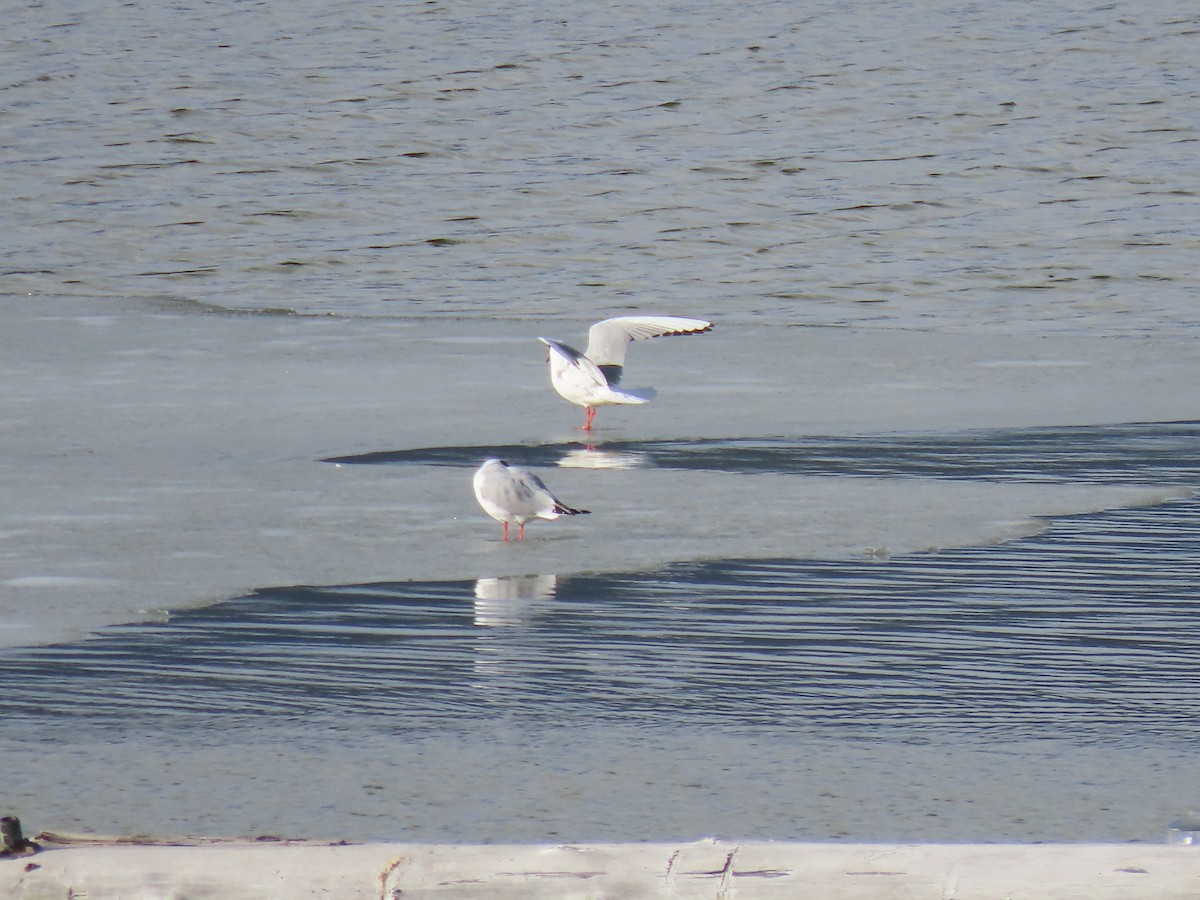 Bonaparte's Gull - Eric Pratt