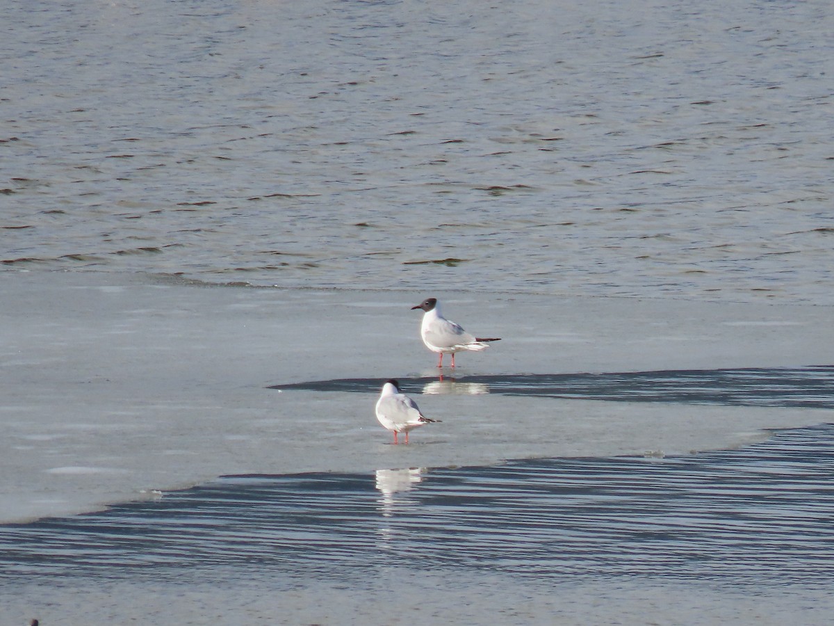 Bonaparte's Gull - ML562476611