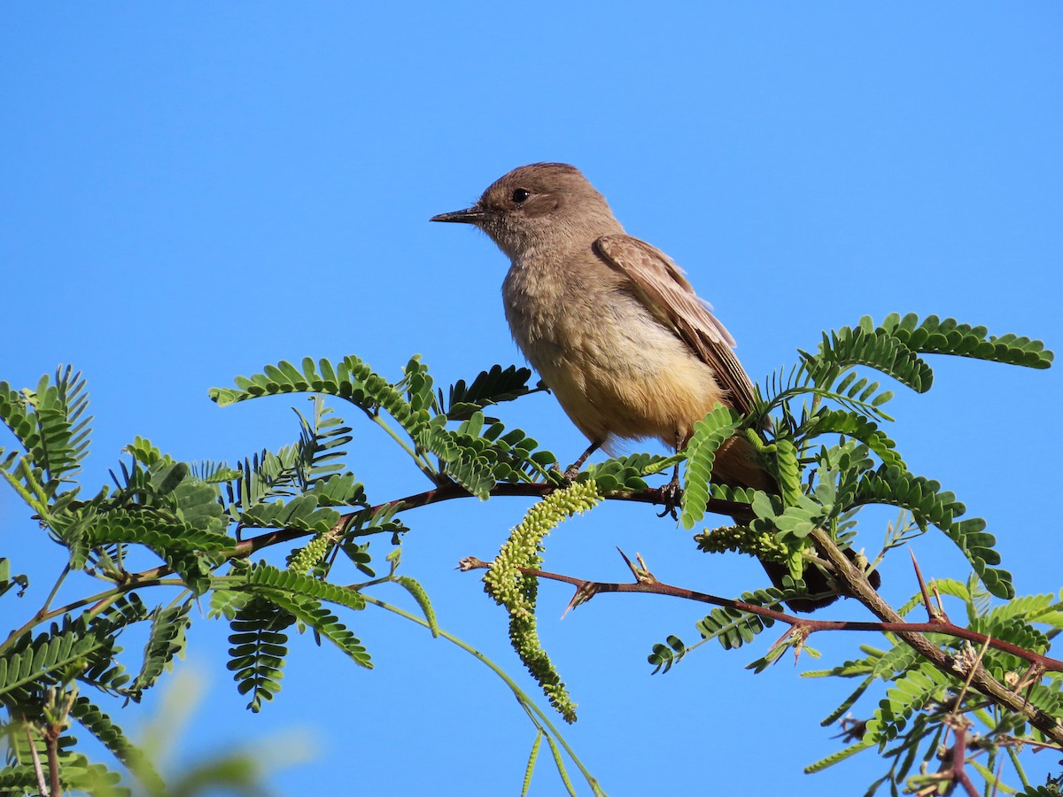 Say's Phoebe - ML562476701