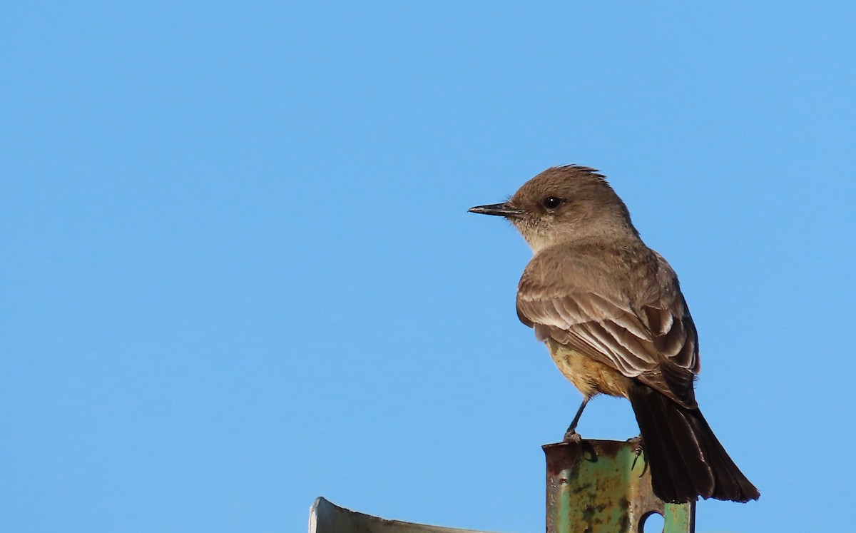 Say's Phoebe - Ed Dunn