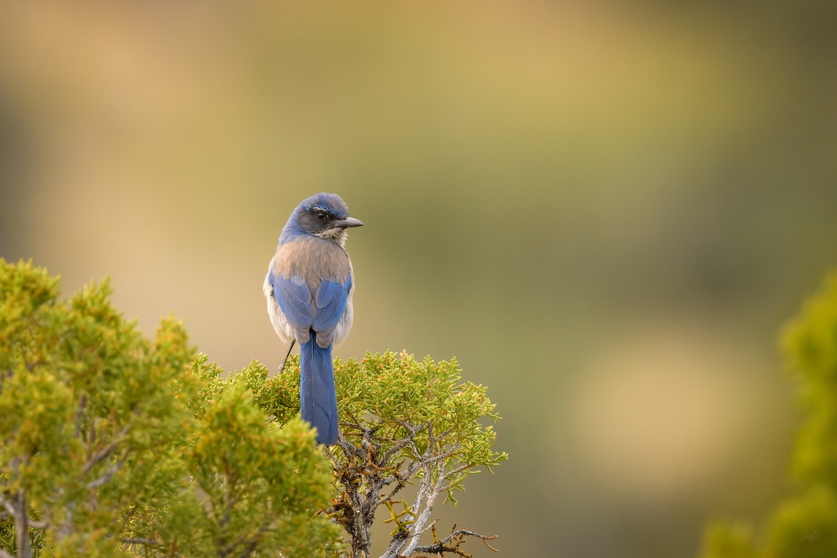 Woodhouse's Scrub-Jay - Daniel Grossi