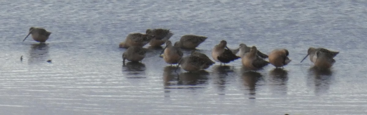 Long-billed Dowitcher - ML562478341