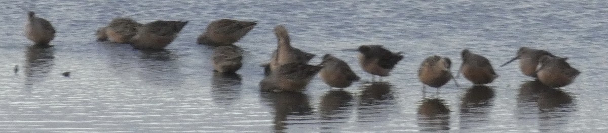 Long-billed Dowitcher - ML562478351