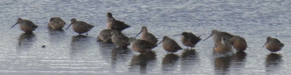 Long-billed Dowitcher - ML562478361