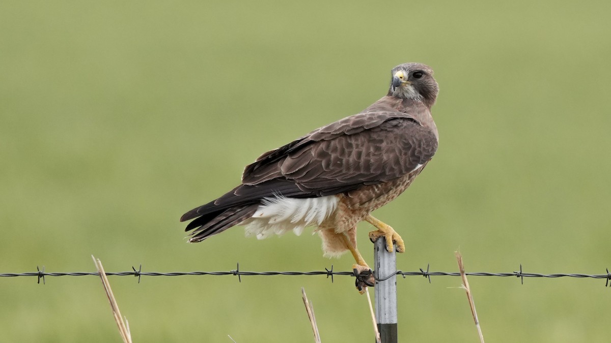 Swainson's Hawk - Brent Barnes