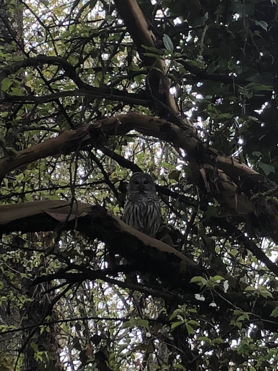 Barred Owl - ML562482441