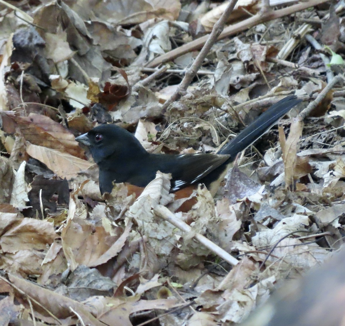 Eastern Towhee - ML562483591