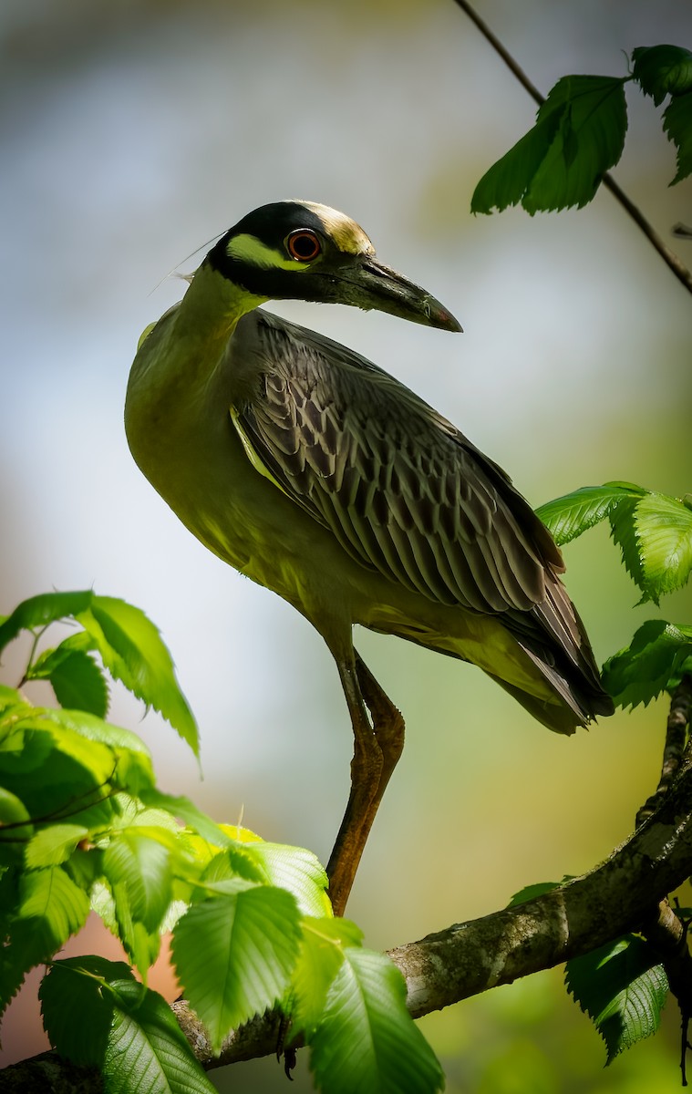 Yellow-crowned Night Heron - ML562485291