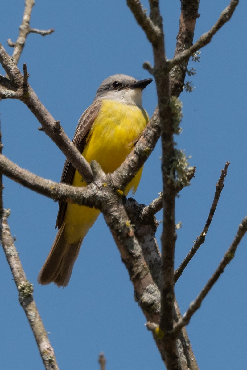 Couch's Kingbird - ML562487761