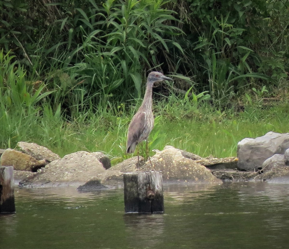 Yellow-crowned Night Heron - ML562487801