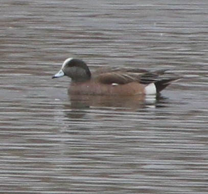 American Wigeon - ML562487931